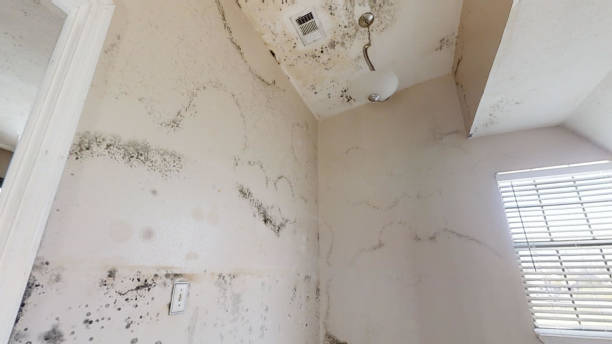 Best Residential Mold Inspection & Testing  in El Valle De Arroyo Seco, NM