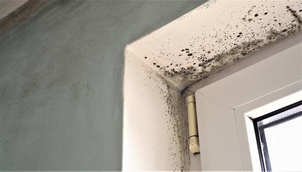 Reliable El Valle De Arroyo Seco, NM Mold Removal Solutions