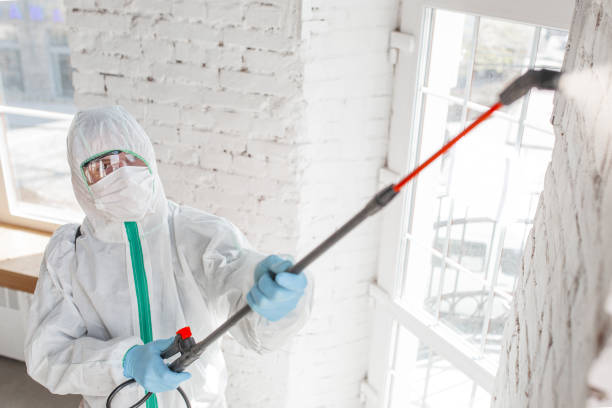 Mold Odor Removal Services in El Valle De Arroyo Seco, NM