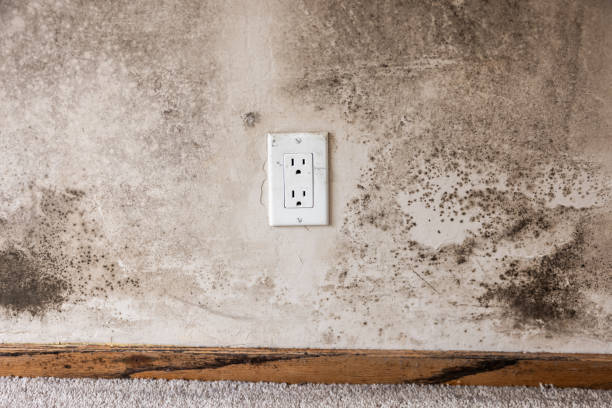Mold Documentation for Insurance Claims in El Valle De Arroyo Seco, NM