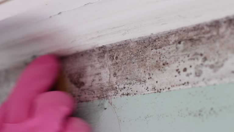 Best Mold Removal for HVAC Installations  in El Valle De Arroyo Seco, NM
